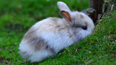 Kaninchen (09).jpg